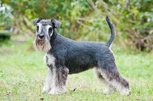 Miniature Schnauzer